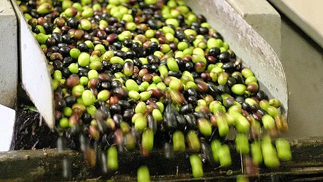 Zeytinde tuz azaltıldı