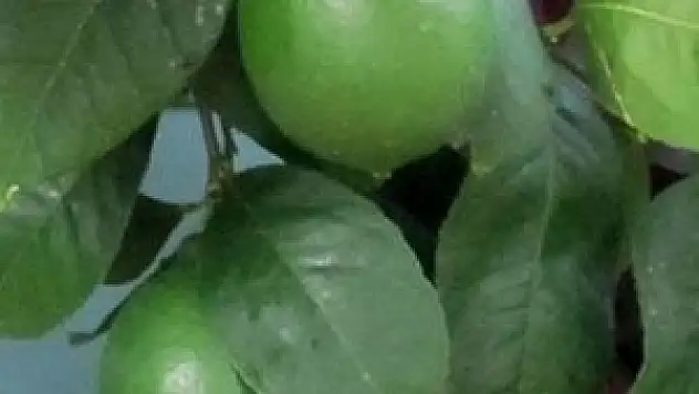 Limona zam gelince çakması çıktı