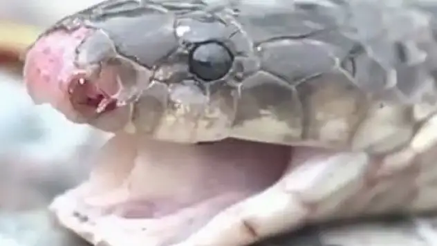 Kafası kesildikten sonra aşçıyı öldürdü