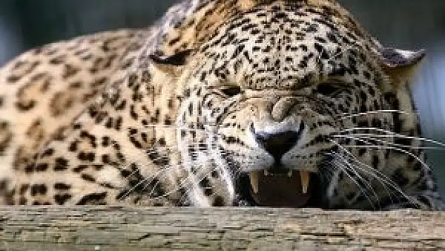 Kürekle leopar öldürdü!