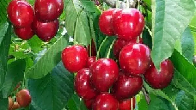 Kiraz bu yıl üreticinin yüzünü güldürmedi