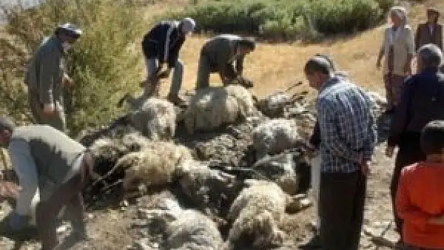 Hakkari'de kurt dehşeti