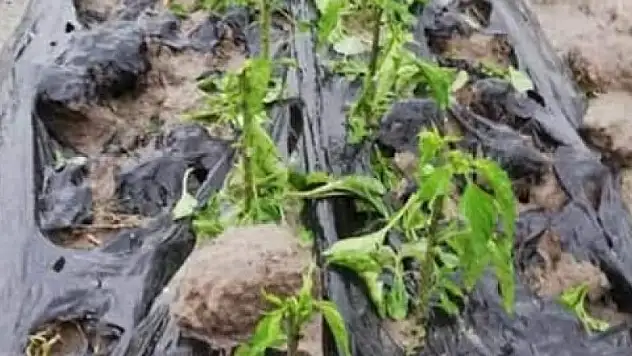 Seydişehir Belediyesinden dolu yağışından etkilenen tarım işçilerine yardım