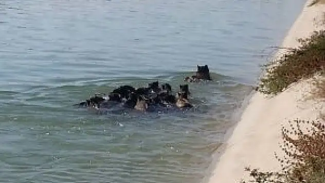 Jandarmadan domuz kurtarma operasyonu