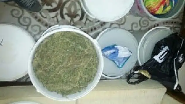 Bonzaiyi turşu bidonunda sakladılar