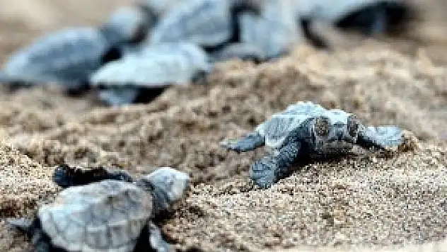 Belek'te Caretta Caretta nöbeti