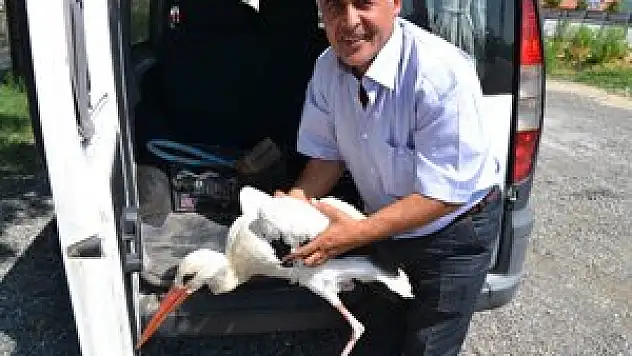 Yaralı leylek tedavi altına alındı