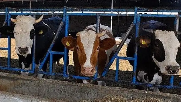 İşte kurbanlık fiyatlarına gelen zam oranı!