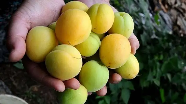 Kayısı fiyatında artış sürecek