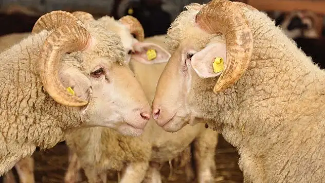 Kurbanlık temini konusunda sıkıntı yaşanmayacak