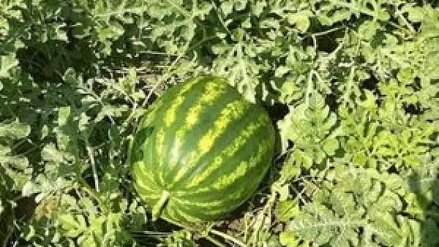 Kiralık kavun-karpuz tarlası