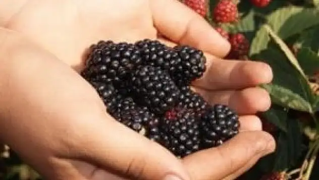 Sağlıklı yaşam için 'Böğürtlen'