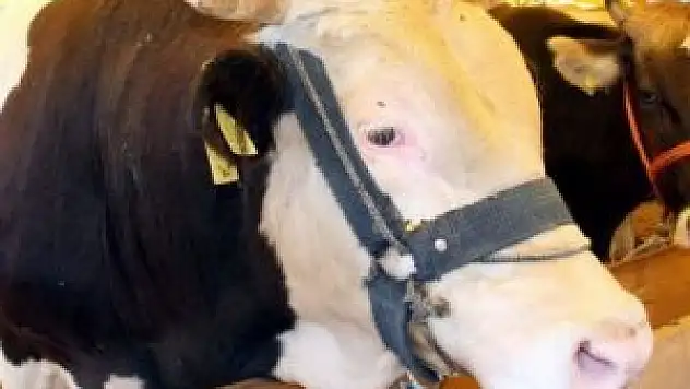 Kurbanlıklar pazara indi! İşte ilk fiyatları