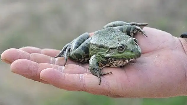 Yılda 8 milyon dolarlık kurbağa ve salyangoz ihraç ediyorlar