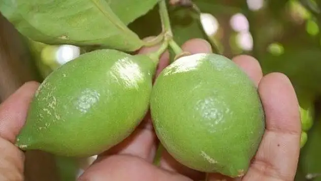 Limon fiyatları el yakacak