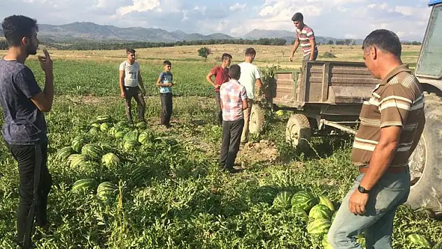 Seydişehir'de karpuz hasatına başlandı