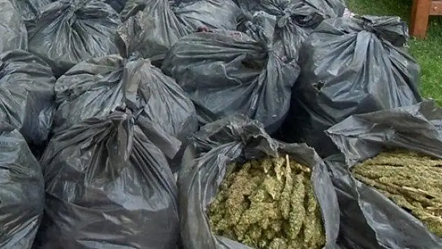 Sakarya'da esrar ele geçirildi