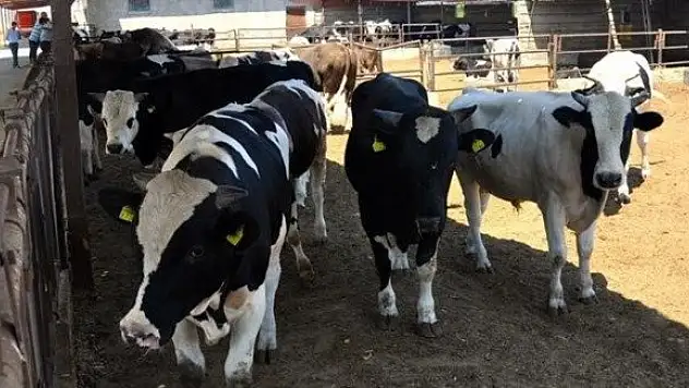 Besilik hayvan ithalatı başlıyor