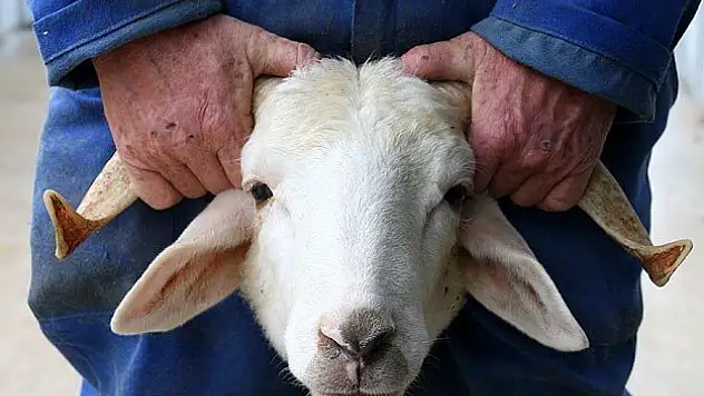 Kurbanlık fiyatları yüzde 15 arttı