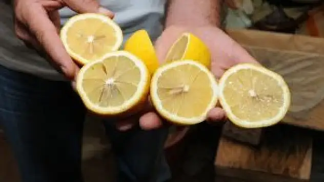 Zam şampiyonundan ekonomiye 115 milyon dolar