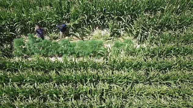 Karapınar'da 550 kök hint keneviri bitkisi ele geçirildi