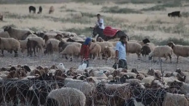 Sığınmacıların hayvanları için alan oluşturacak