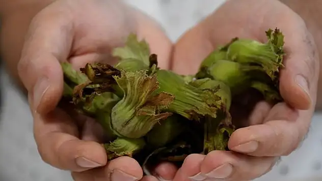 Fındığın yara iyileşmesini hızlandırdığı belirlendi