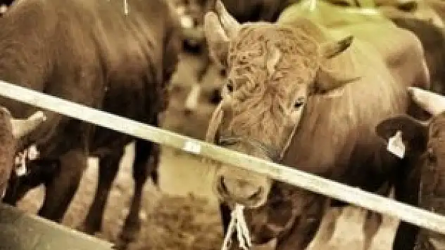 Kurbanlık fiyatları vatandaşı şaşırttı