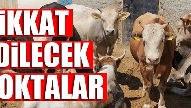 Kurbanlık alırken dikkat edilecek noktalar