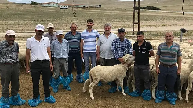 Ilgın'da damızlık koç dağıtıldı