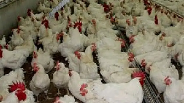 Beyaz ete kurban ayarı