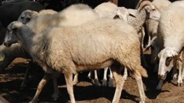 80 yaşındaki Alman, koç saldırısında öldü