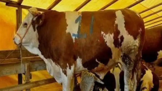 'Kral' kaç liraya satıldı?