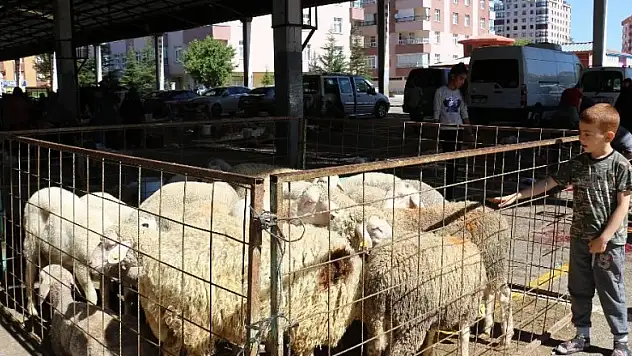 Et ve Süt Kurumu, besicilerin elinde kalan kurbanlıkları satın alacak