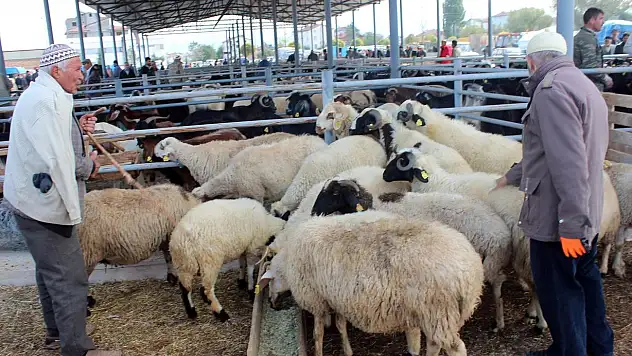 Kurbanlıklar görücüye çıktı