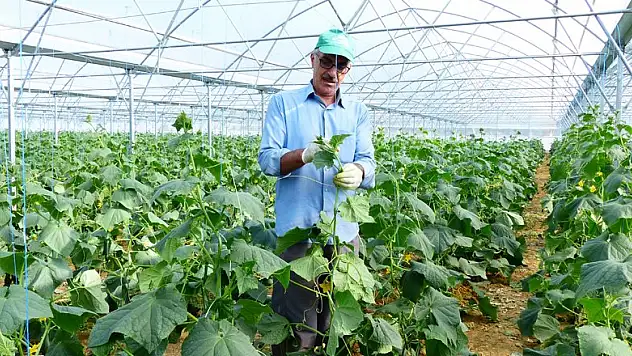 Seydişehirli yayla seracısı ilk hasadına başladı