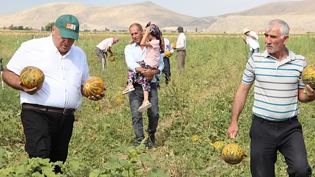 Karaman'da hasadı başlayan kavun üreticinin yüzünü güldürüyor