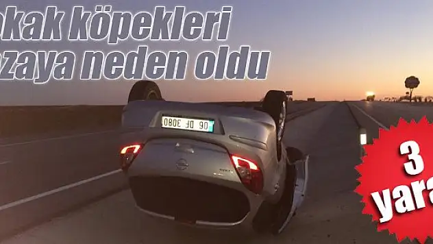 Sokak köpekleri kazaya neden oldu : 3 yaralı