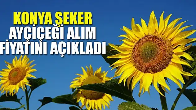 Konya Şeker ayçiçeği alım fiyatını açıkladı