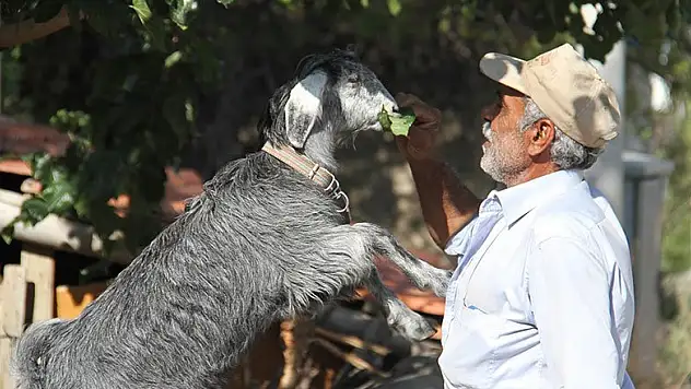 Besleyip büyüttüğü oğlak yaşlı adamın peşinden ayrılmıyor