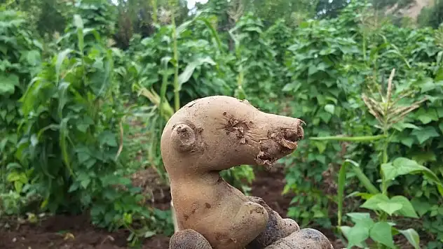 Patates hasatında toplanan patateslerin şekli şaşırttı