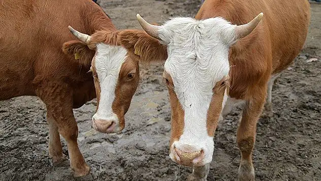 Elde kalan kurbanlıkları Et ve Süt Kurumu alacak