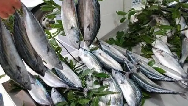 Balık fiyatları yarı yarıya düştü
