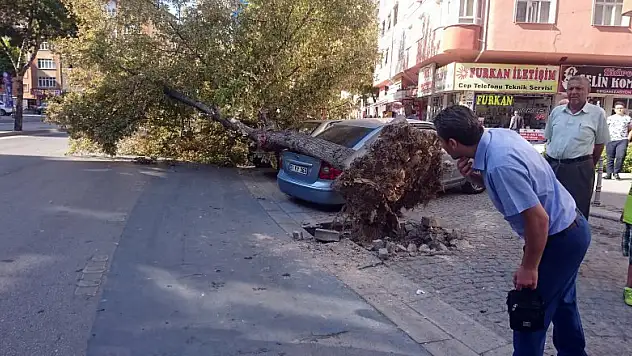 Konya'da römorkun söktüğü ağaç otomobillerin üzerine devrildi