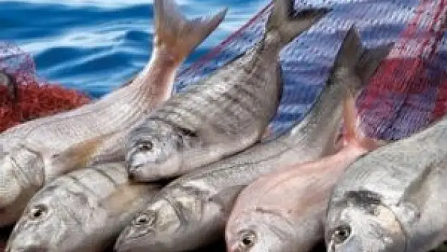 Balık fiyatları düşüşe geçti