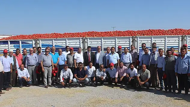 Karapınar'da domates hasadı etkinliği yapıldı