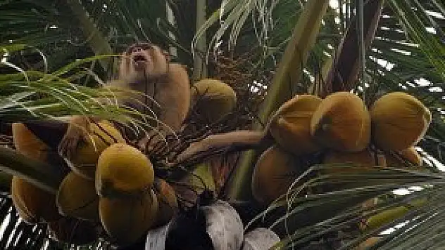 Hindistan cevizlerini maymunlara toplatıyorlar