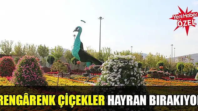 Rengârenk çiçekler hayran bırakıyor