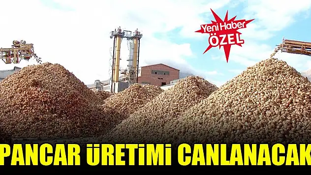 Pancar üretimi canlanacak