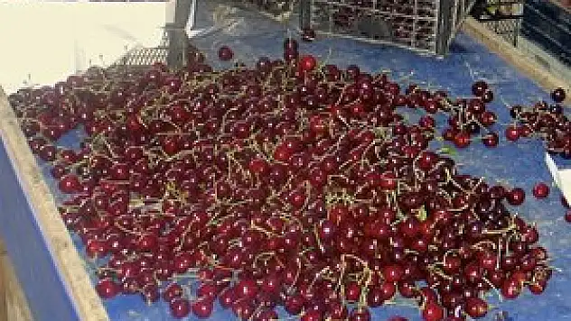 Tahıl ambarının yeni gözdesi kiraz